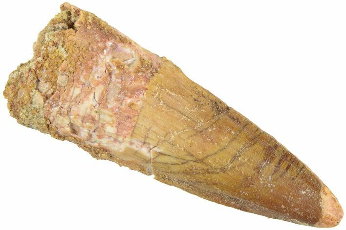 Fossil Spinosaurus Tooth - Real Dinosaur Tooth #238285